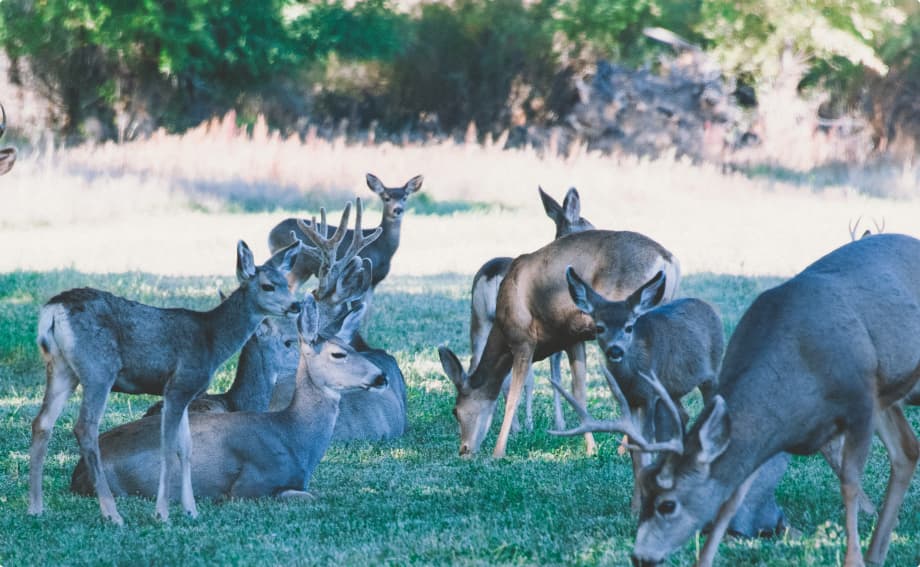 a pack of deer