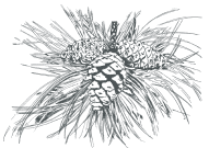 ponderosa pine graphic