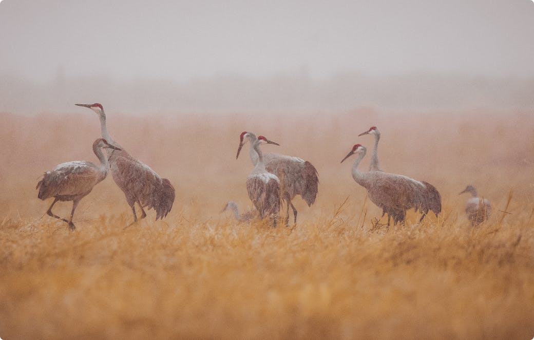 a flock of cranes gathering on trinchera ranch's sprawling countryside in the high grass