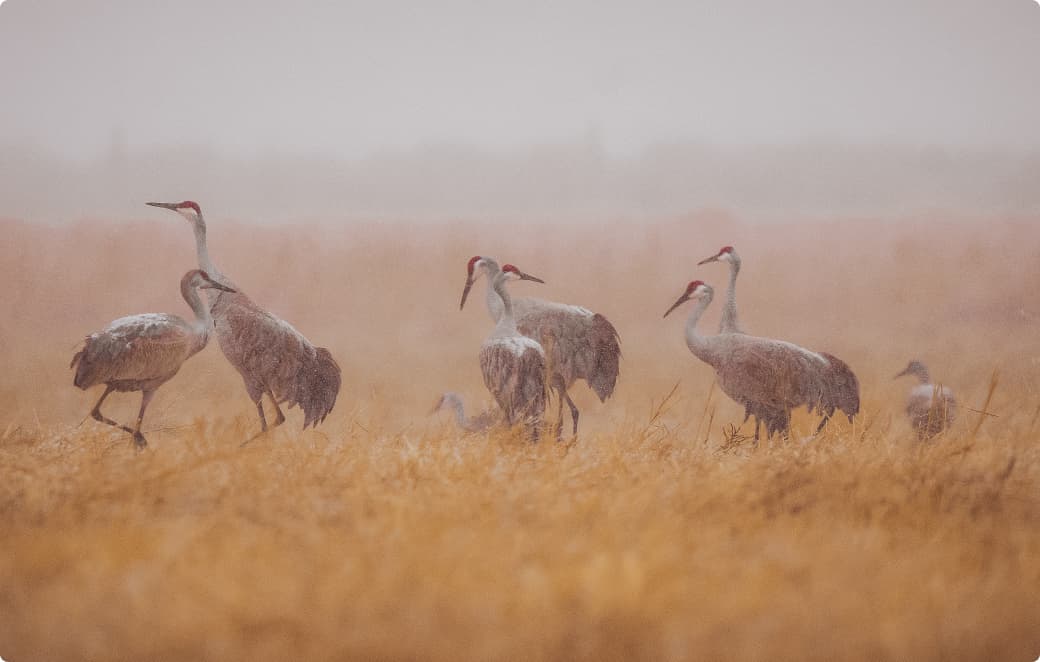 a flock of cranes gathering on trinchera ranch's sprawling countryside in the high grass